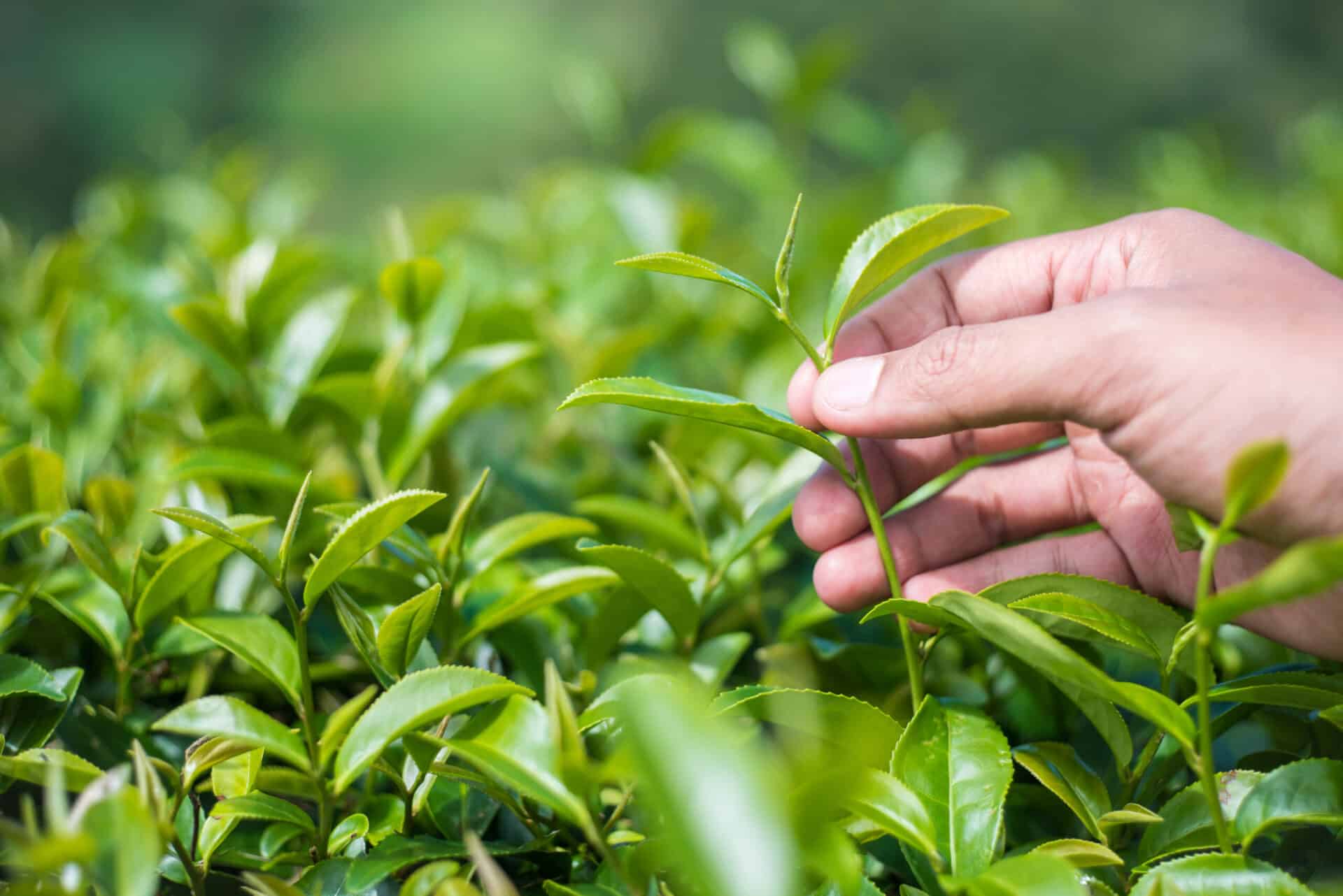 Hand picking tea leaf