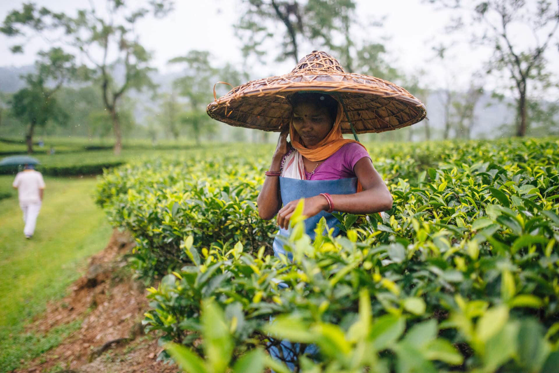 Person picking tea on tea plantation